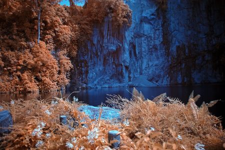 Infrared photo  tree and flower in the parks の写真素材