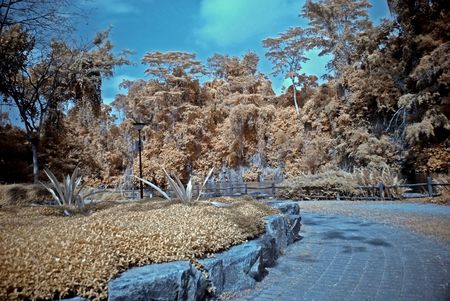 Infrared photo  tree and flower in the parks の写真素材