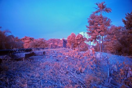 Infrared photo  tree and flower in the parks の写真素材