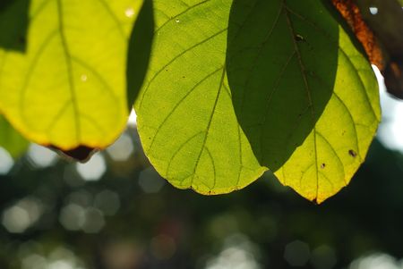 tree leaf under the sunlightの写真素材