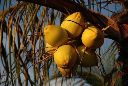coconut and tree in the parks