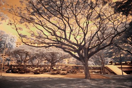 Infrared photo  tree and train station in the parksの写真素材