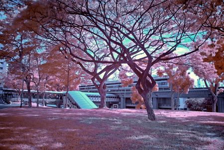 Infrared photo  tree and train station in the parksの写真素材