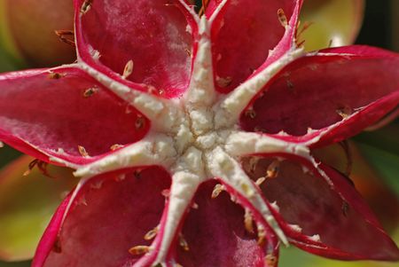 big red flowers in the parksの写真素材