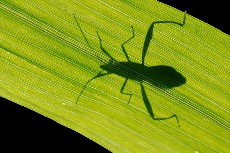 leaf, backlight and insect in the parksの写真素材