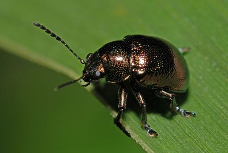 black beetle in the parks