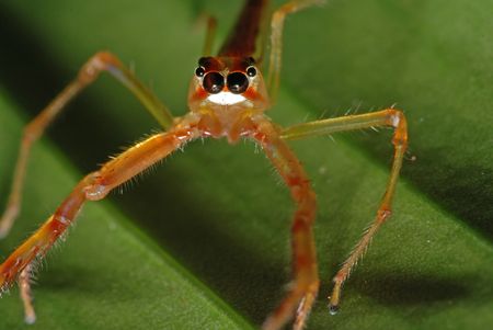 spider and leaf in the parks