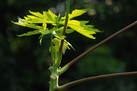 young papaya tree in the gardensの写真素材