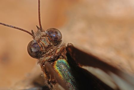 brown butterfly in the parksの写真素材