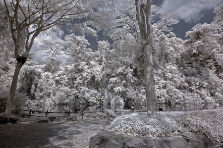 Infrared photo  tree, skies, water, lake, flower in the parks の写真素材