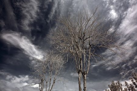 Infrared photo  tree, skies, flower, grass in the parks の写真素材