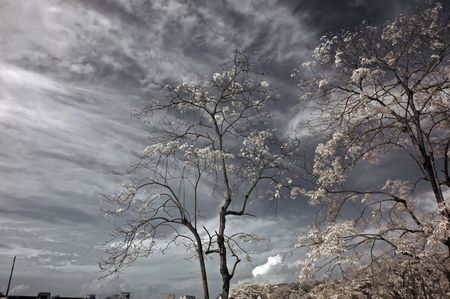 Infrared photo  tree, skies, flower in the parks の写真素材