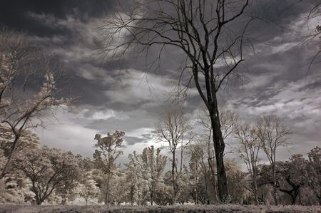 Infrared photo  tree, skies, flower in the parks の写真素材