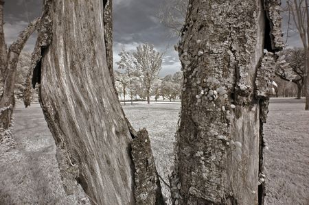 Infrared photo  tree, skies, flower, in the parksの写真素材