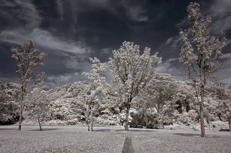 Infrared photo  tree, skies, flower, in the parksの写真素材