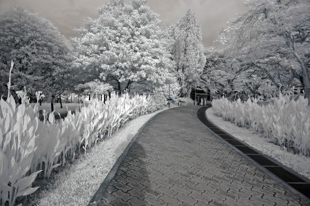 Infrared photo  tree, skies, flower, building in the parks の写真素材