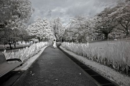 Infrared photo  tree, road, flower, building in the parks の写真素材