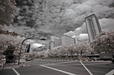 Infrared photo  tree, road, flower, building in the parks の写真素材