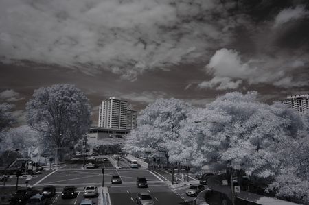 Infrared photo  tree, road, flower, building in the parks の写真素材