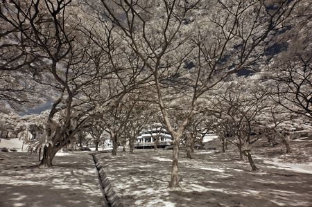 Infrared photo  tree, park, flower, building in the parks の写真素材