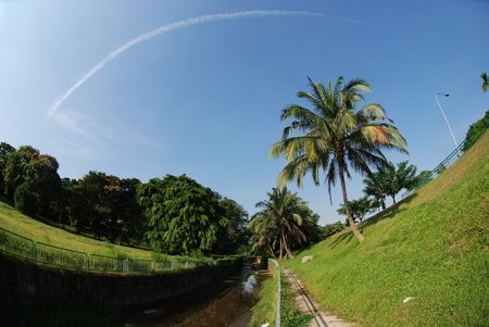 coconut tree and blue skies in the parks
