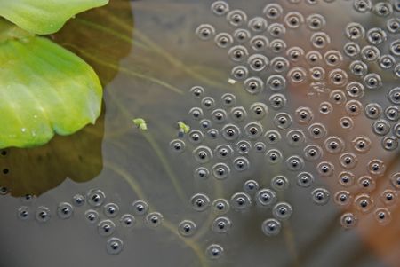 frog egg and leaf in the pond