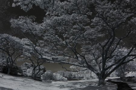 Infrared photo  plant and tree in the parksの写真素材