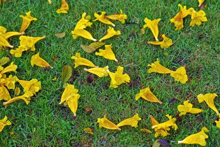 yellow fallen flower and grass in the gardensの写真素材