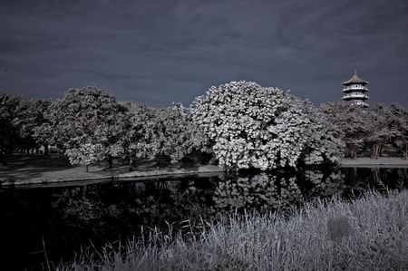 Infrared photo  tree, pagoda and lake in the parksの写真素材