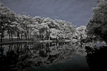 Infrared photo – tree, reflection and lake in the parks