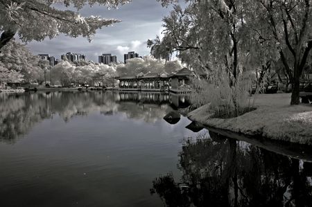 infrared photo - tree, lake and plant in parksの写真素材
