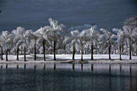 Infrared photo  palm tree, lake and water in the parksの写真素材