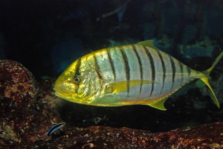 colorful fish inside the aquariumの写真素材
