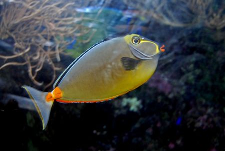 colorful fish inside the tankの写真素材