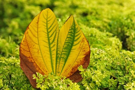 yellow leaf in the park