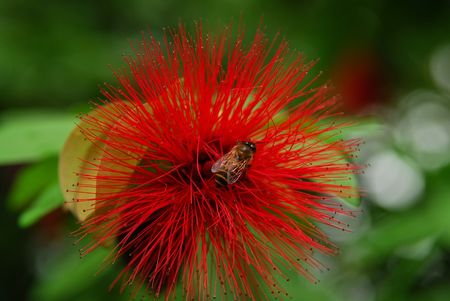 bee anf flower in the parksの写真素材