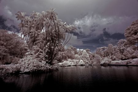 infrared photo - lake, tree and cloud in the parksの写真素材