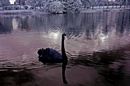 infrared photo - lake, swan and tree in the parksの写真素材