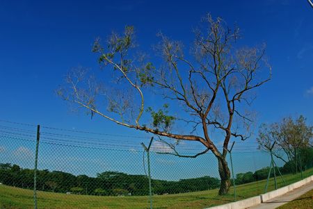 tree, fence and blue sky in the parks