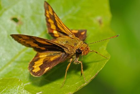 brown insect and leaf in the gardensの写真素材
