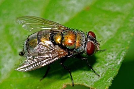 green leaf and housefly in the gardens