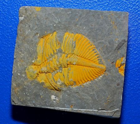 Ancient animal, fossil of fishの写真素材