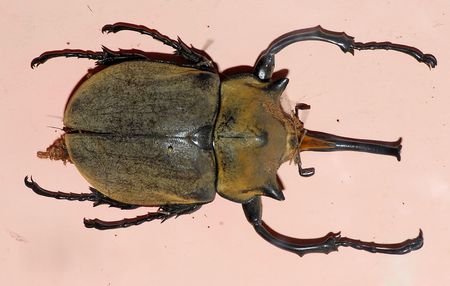 beetle specimen in the cabinets