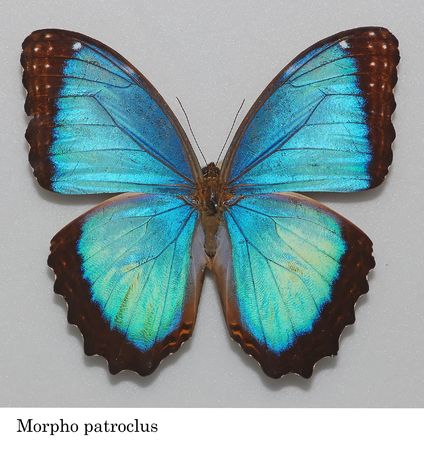 morpho patroclus butterfly specimen in the cabinets