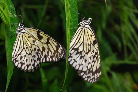 Mangrove tree nymph butterfly in the gardens の写真素材
