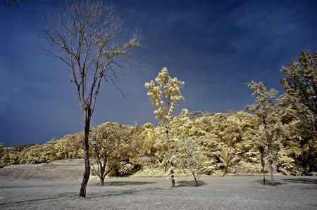 Infrared photo  sky, landscape and tree in the parksの写真素材