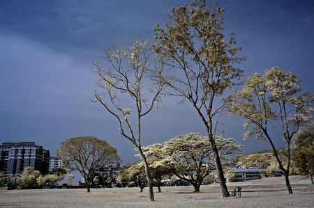 Infrared photo  sky, building, landscape and tree in the parksの写真素材