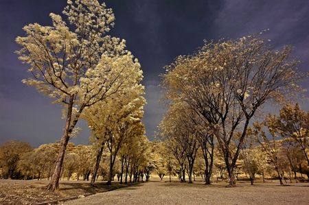 Infrared photo – sky, landscape and tree in the parks