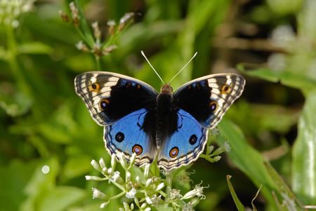 junonia orithya wallacei, blue pansy butterflyの写真素材