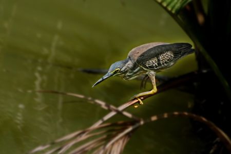 heron at the pondside looking for fishesの写真素材